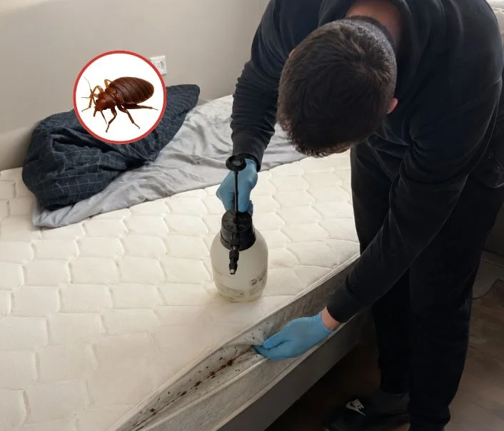 Technicien traitant un matelas contre les punaises de lit à Bruyères-sur-Oise